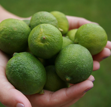Key Lime Time